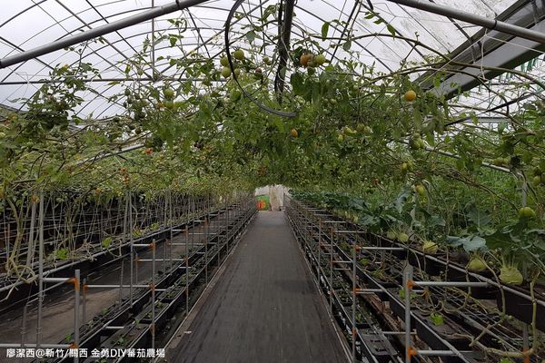 【新竹/關西】金勇DIY蕃茄農場(數訪)