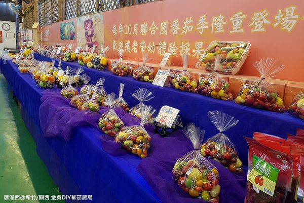 【新竹/關西】金勇DIY蕃茄農場(數訪)