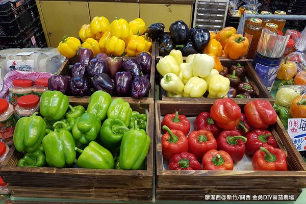 【新竹/關西】金勇DIY蕃茄農場(數訪)