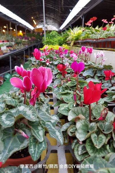 【新竹/關西】金勇DIY蕃茄農場(數訪)