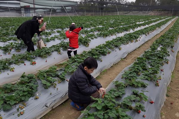 【新竹/關西】金勇DIY蕃茄農場(數訪)