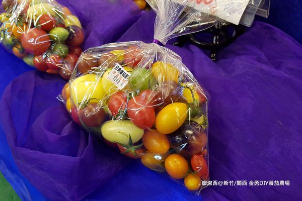 【新竹/關西】金勇DIY蕃茄農場(數訪)