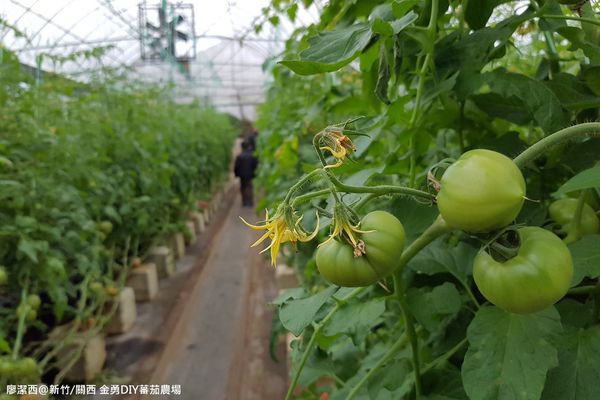 【新竹/關西】金勇DIY蕃茄農場(數訪)
