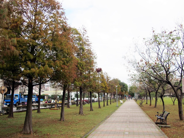 【桃園】落羽松大道~玉山公園