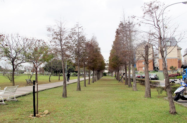 【桃園】落羽松大道~玉山公園