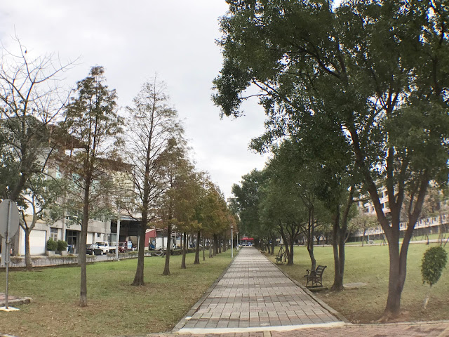 【桃園】落羽松大道~玉山公園