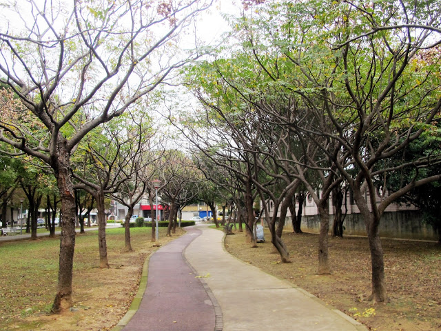 【桃園】落羽松大道~玉山公園