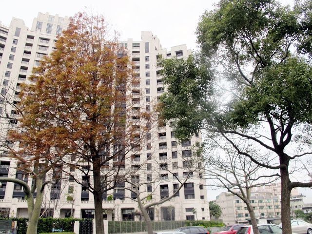 【桃園】落羽松大道~玉山公園