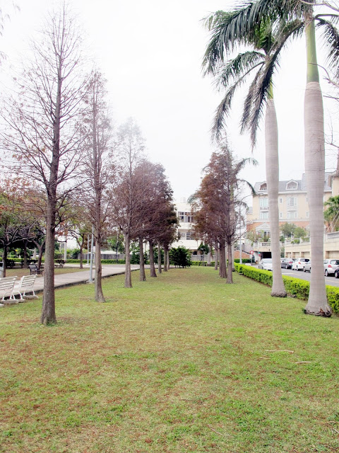 【桃園】落羽松大道~玉山公園