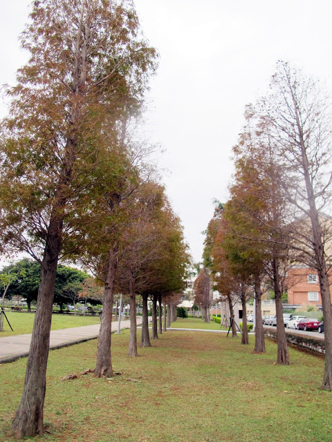 【桃園】落羽松大道~玉山公園