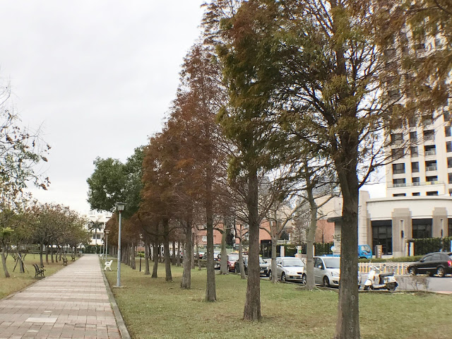 【桃園】落羽松大道~玉山公園