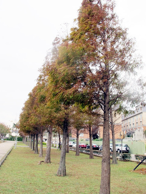 【桃園】落羽松大道~玉山公園