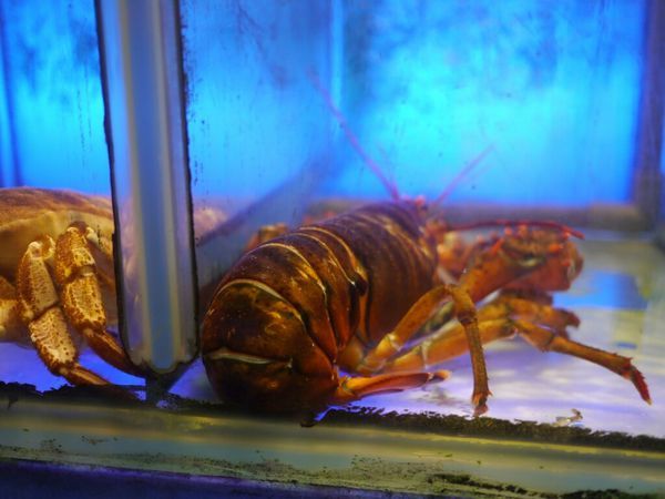 【西屯美食】頂園燒鵝担仔廚房‖熱門桌菜店家‖烤雞烤鵝都推薦‖假日沒預約很難吃的到。