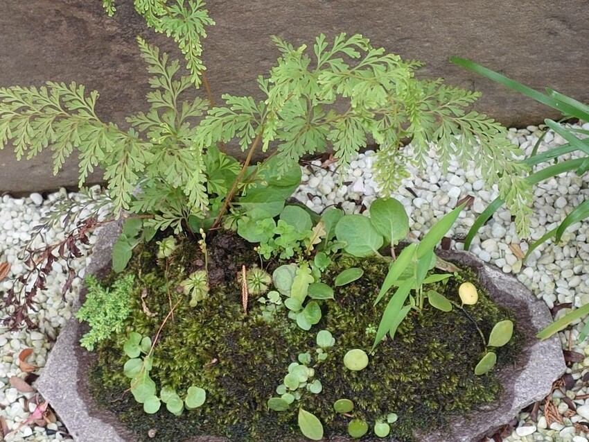 台北市中山區[分享]三花日本料理