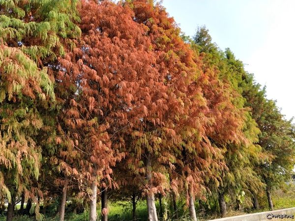 【台中。景點】霧峰 / 落羽松秘境,IG熱門打卡拍照景點,國道六號旁