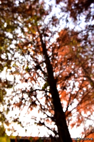 【台中。景點】霧峰 / 落羽松秘境,IG熱門打卡拍照景點,國道六號旁