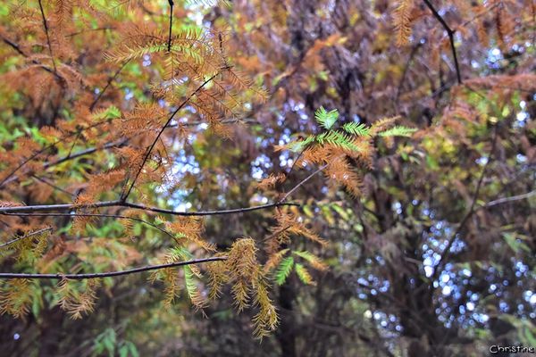 【台中。景點】霧峰 / 落羽松秘境,IG熱門打卡拍照景點,國道六號旁