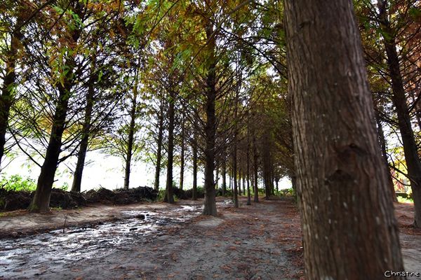 【台中。景點】霧峰 / 落羽松秘境,IG熱門打卡拍照景點,國道六號旁