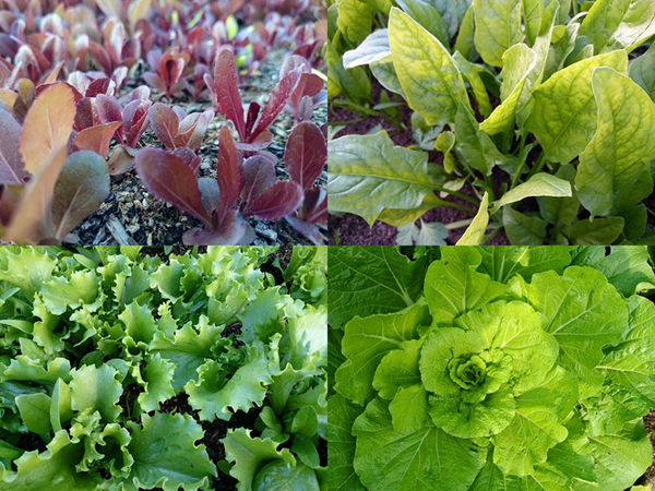 戴媽媽黃金泡菜│台中市/南屯區 (來台中必買的戴媽媽黃金泡菜！栽種在水泥地上的無農藥泡菜，吃的到食材的鮮脆原味唷！)