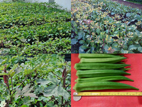 戴媽媽黃金泡菜│台中市/南屯區 (來台中必買的戴媽媽黃金泡菜！栽種在水泥地上的無農藥泡菜，吃的到食材的鮮脆原味唷！)