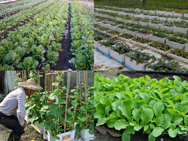 戴媽媽黃金泡菜│台中市/南屯區 (來台中必買的戴媽媽黃金泡菜！栽種在水泥地上的無農藥泡菜，吃的到食材的鮮脆原味唷！)