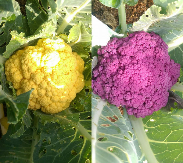 戴媽媽黃金泡菜│台中市/南屯區 (來台中必買的戴媽媽黃金泡菜！栽種在水泥地上的無農藥泡菜，吃的到食材的鮮脆原味唷！)