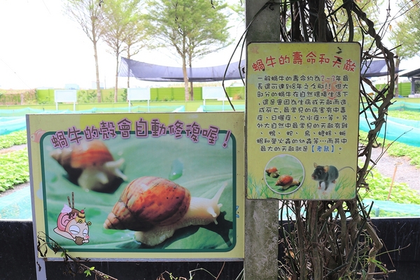 小品蝸牛生態農場: 【彰化溪湖景點】小品蝸牛生態農場~可愛逗趣的囍神蝸月老求紅線