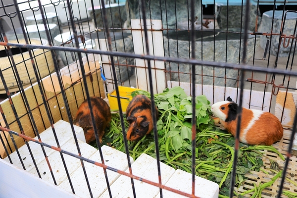 小品蝸牛生態農場: 【彰化溪湖景點】小品蝸牛生態農場~可愛逗趣的囍神蝸月老求紅線