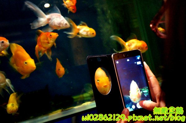 響道食堂：【台南-中西區】炸生蠔x芋泥炸蝦壽司...平價的雙主菜定食~《響道食堂》