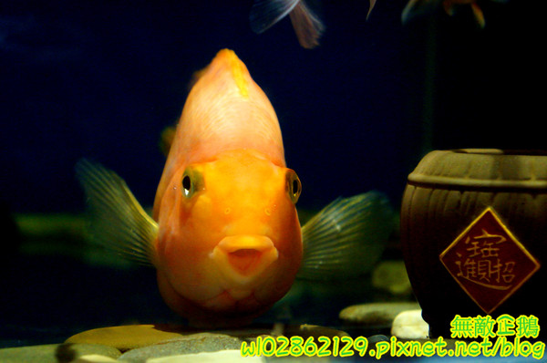 響道食堂：【台南-中西區】炸生蠔x芋泥炸蝦壽司...平價的雙主菜定食~《響道食堂》