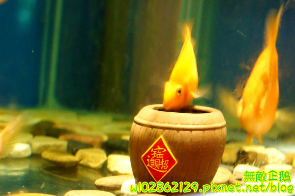 響道食堂：【台南-中西區】炸生蠔x芋泥炸蝦壽司...平價的雙主菜定食~《響道食堂》