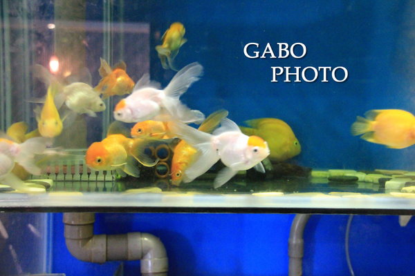 響道食堂：【台南||中西區】響道食堂──CP值高！意想不到的美味創意日式料理！