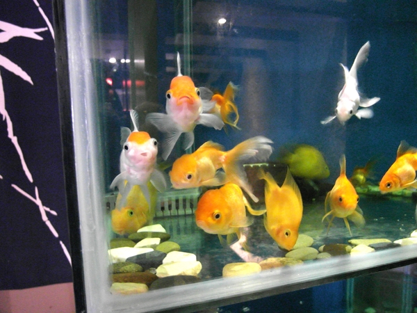 響道食堂：【台南||中西區】響道食堂──CP值高！意想不到的美味創意日式料理！