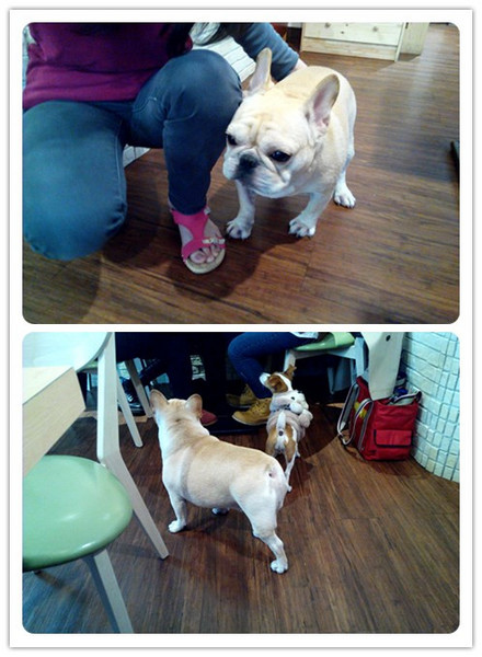 Impronta Cafe 腳印咖啡：☆口碑券No.3☆【永康區】Impronta Cafe 腳印咖啡。可以帶毛小孩內用早午餐的寵物友善餐廳