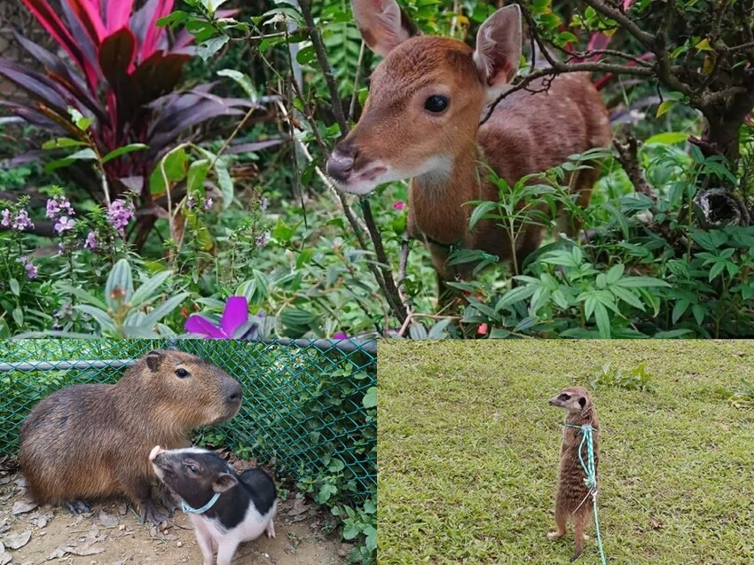 桃園在地人激推！南門市場平價早餐攻略，5大銅板美食。
