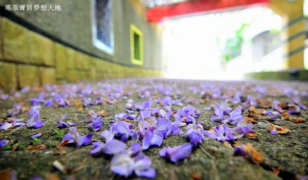 麗林紫藤-9.JPG 麗林紫藤-9.JPG