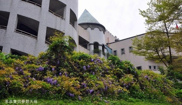 麗林紫藤-5.JPG 麗林紫藤-5.JPG