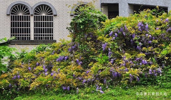 麗林紫藤-6.JPG 麗林紫藤-6.JPG