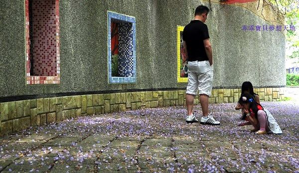 麗林紫藤-13.JPG 麗林紫藤-13.JPG