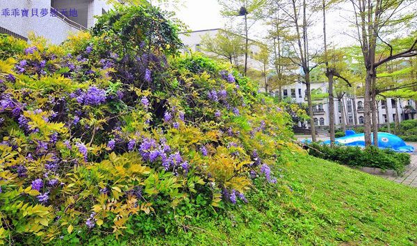 麗林紫藤-7.JPG 麗林紫藤-7.JPG