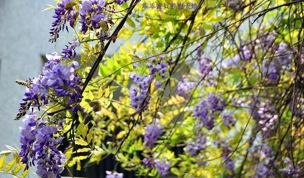 麗林紫藤-15.JPG 麗林紫藤-15.JPG