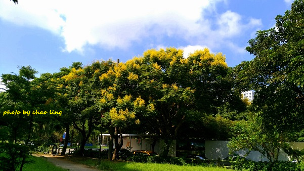 婦幼公園-1.jpg - 2016秋之豔