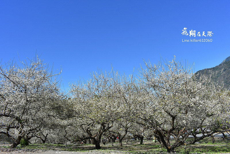 2018土場梅園 014 2018土場梅園 014