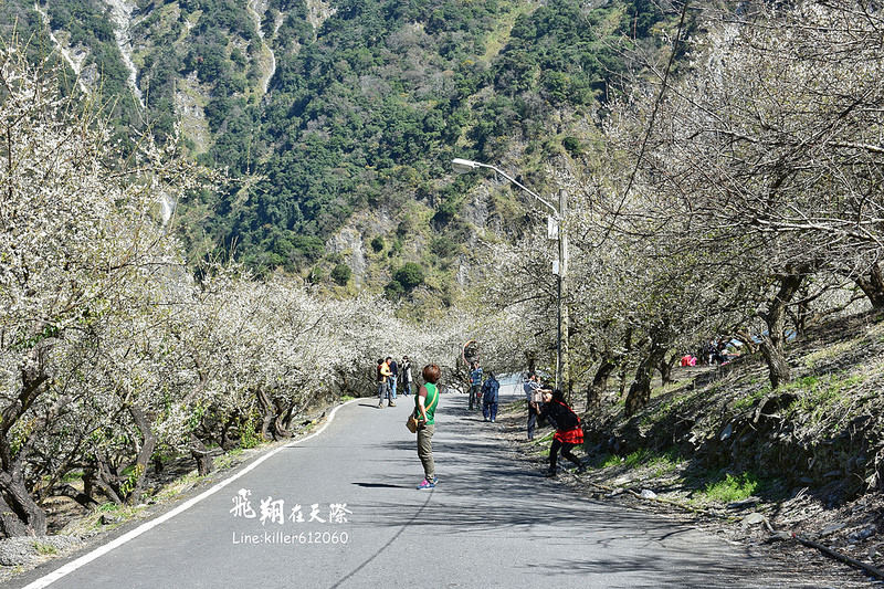 2018土場梅園 019 2018土場梅園 019