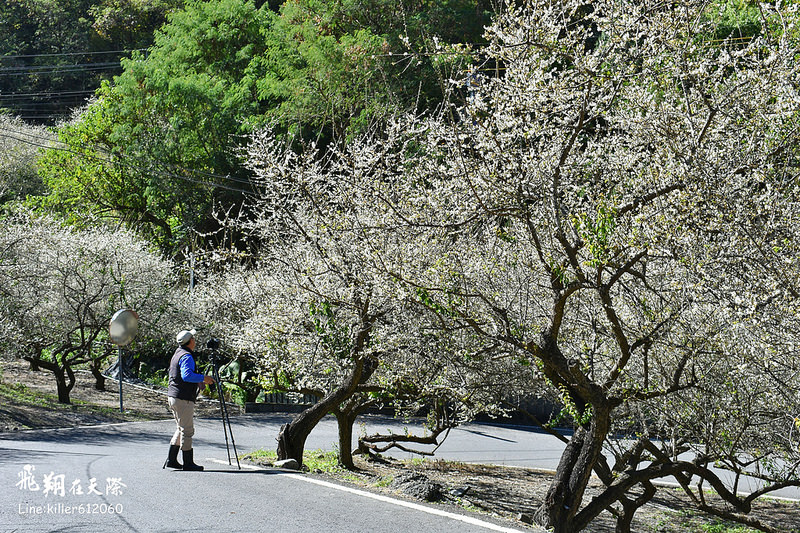 2018土場梅園 006 2018土場梅園 006