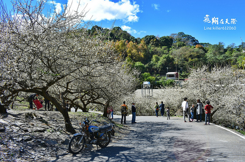 2018土場梅園 001 2018土場梅園 001