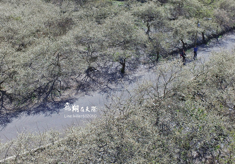 2018土場梅園 009 2018土場梅園 009
