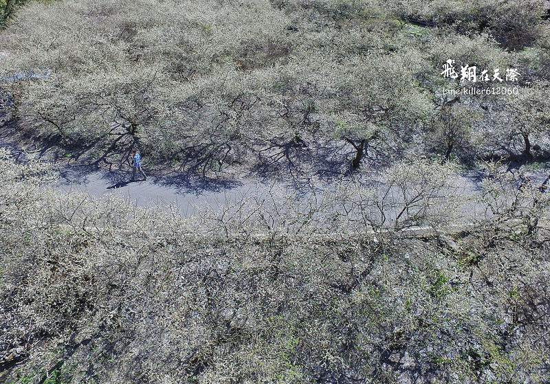 2018土場梅園 011 2018土場梅園 011