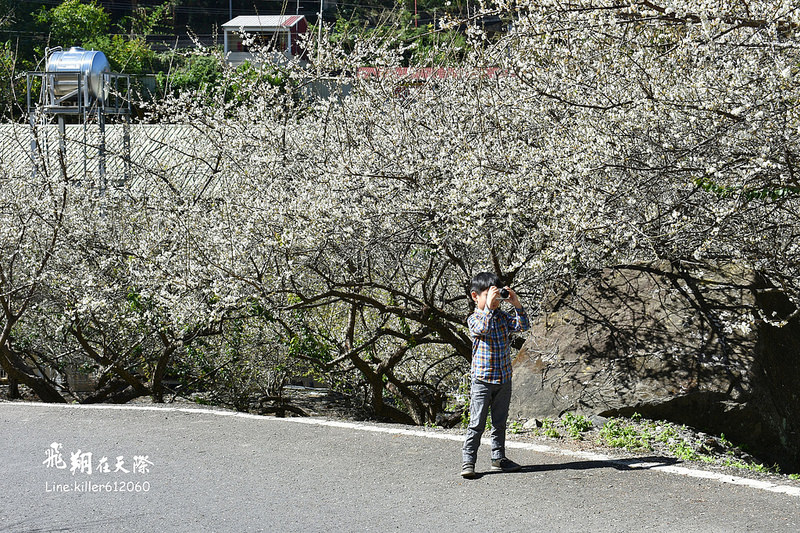 2018土場梅園 016 2018土場梅園 016