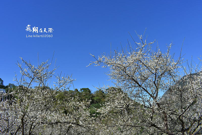 2018土場梅園 015 2018土場梅園 015